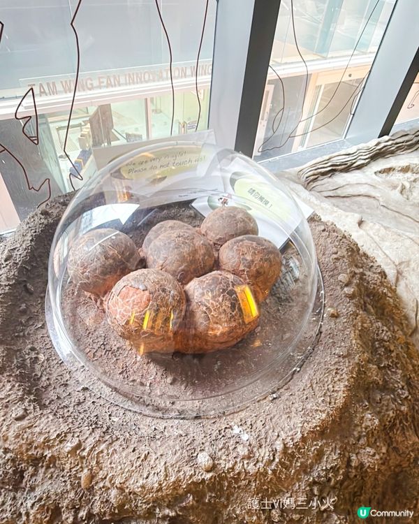 別再只去波波池！這個免費的恐龍與寶石天堂，錯過會後悔！