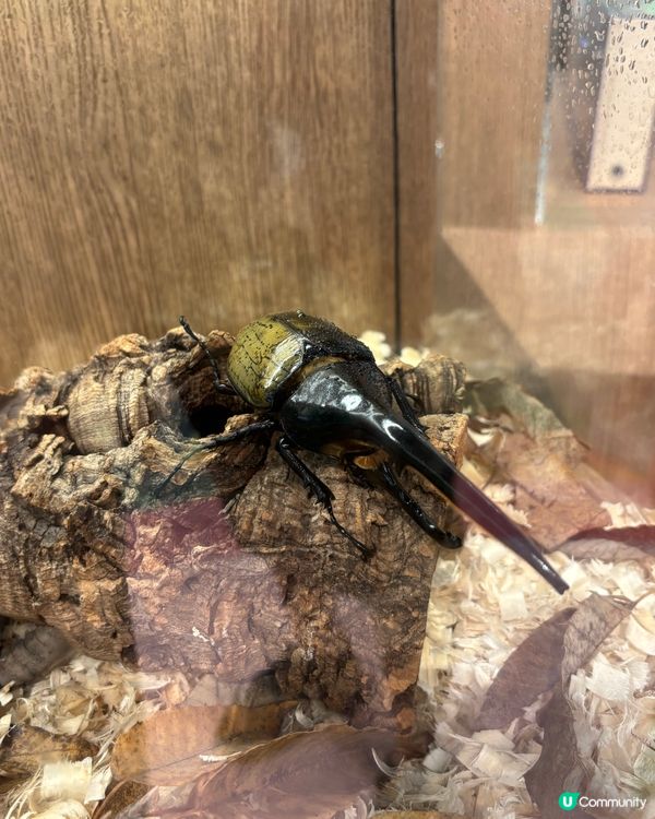 復活節親子活動·將軍澳新都城尋『蟲』記🥳，勁好玩！👍