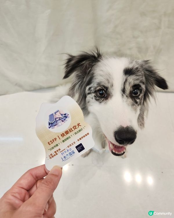 毛孩時尚樂園Pet Studio開幕!潮玩MBTI變裝秀~