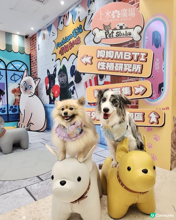毛孩時尚樂園Pet Studio開幕!潮玩MBTI變裝秀~