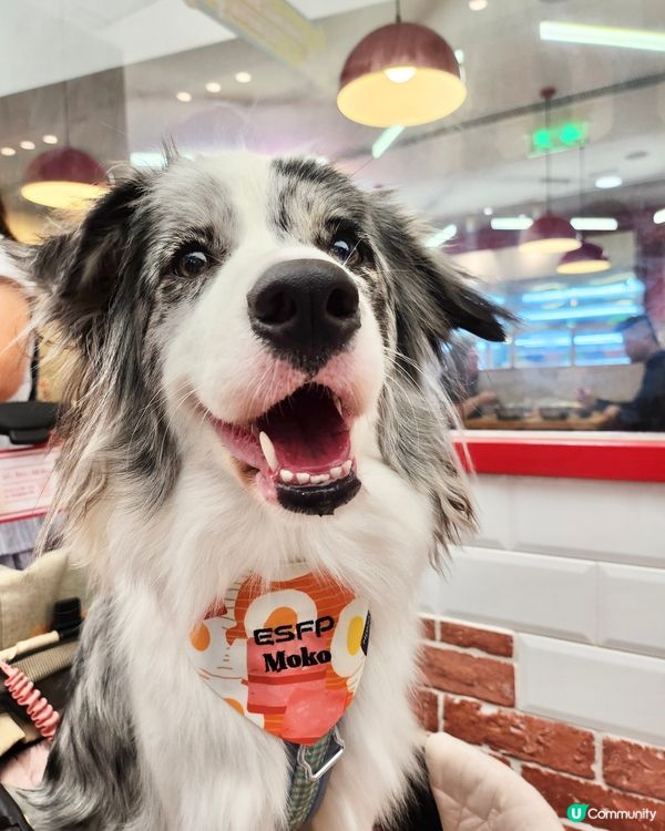 毛孩時尚樂園Pet Studio開幕!潮玩MBTI變裝秀~