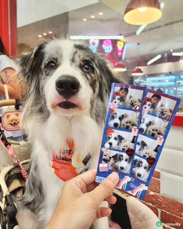 毛孩時尚樂園Pet Studio開幕!潮玩MBTI變裝秀~