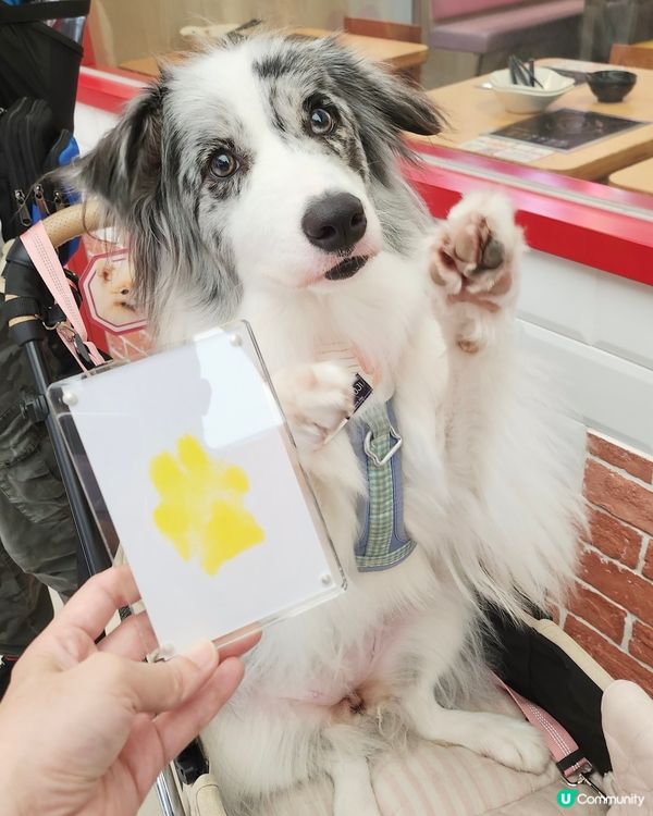 毛孩時尚樂園Pet Studio開幕!潮玩MBTI變裝秀~