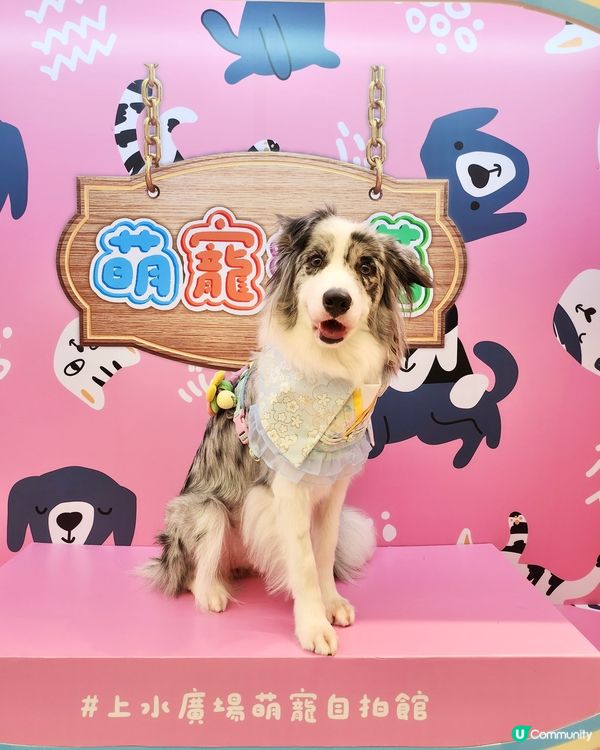 毛孩時尚樂園Pet Studio開幕!潮玩MBTI變裝秀~
