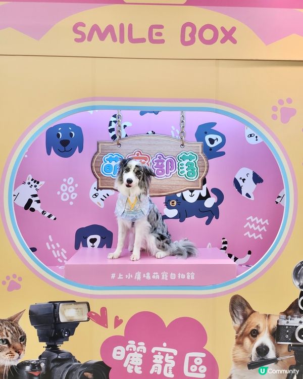 毛孩時尚樂園Pet Studio開幕!潮玩MBTI變裝秀~