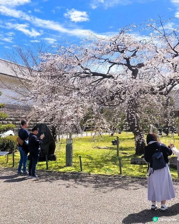 櫻花🌸駿府城，歷史感滿滿！💖