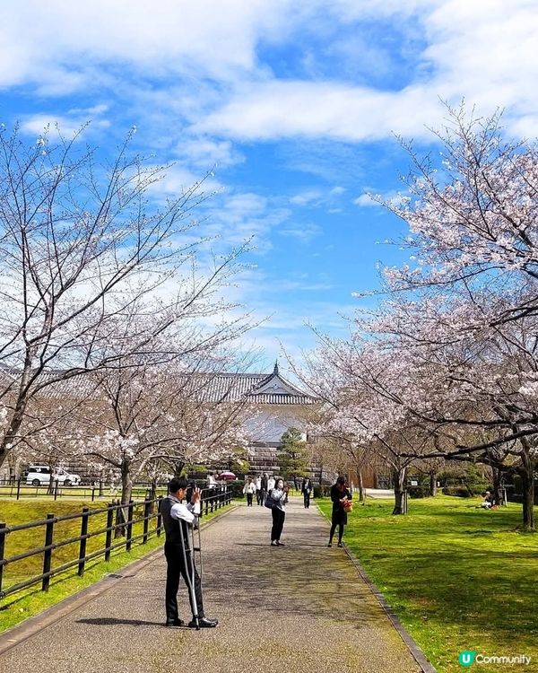 櫻花🌸駿府城，歷史感滿滿！💖