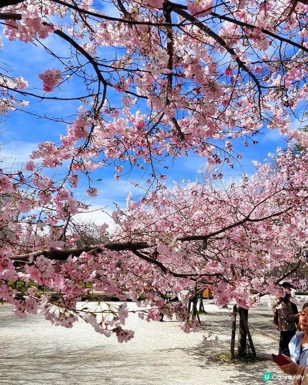 櫻花🌸駿府城，歷史感滿滿！💖