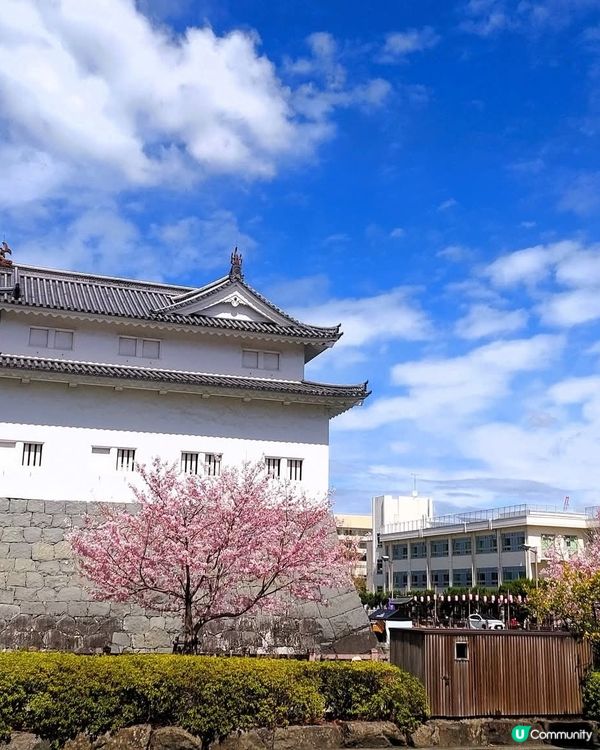 櫻花🌸駿府城，歷史感滿滿！💖