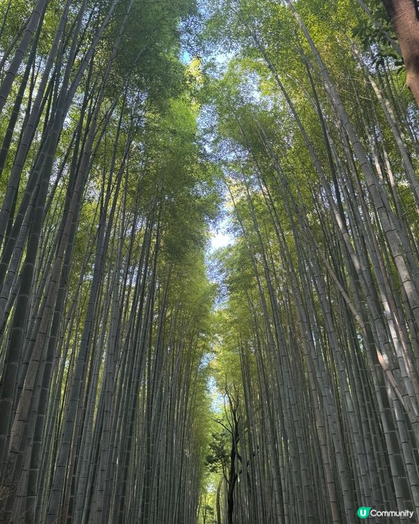 嵐山竹林參觀攻略💚🤩
