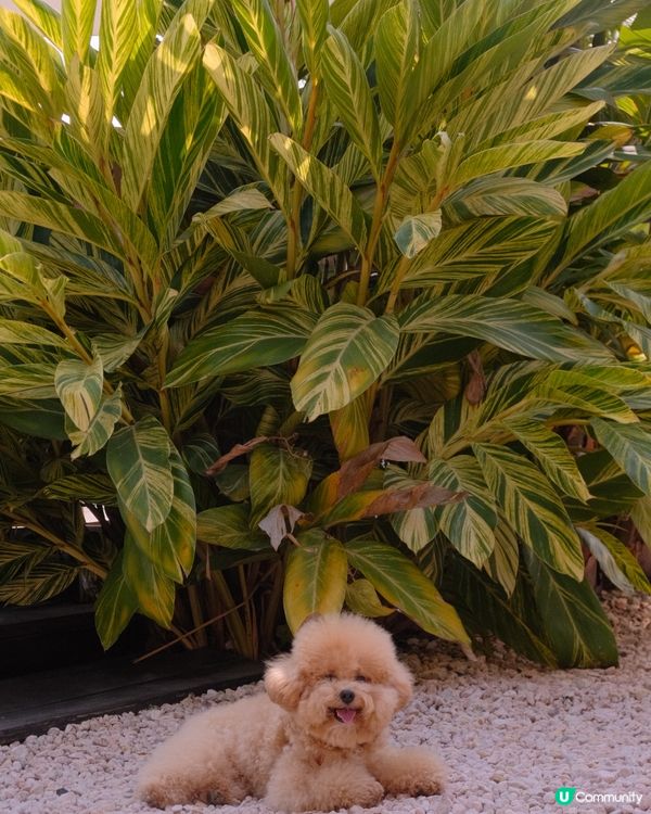 大嶼山自駕遊😆🚙來一個不一樣的香港一日遊