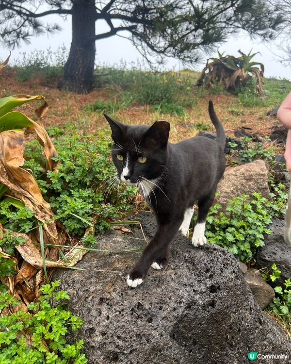 春日濟州島微旅行：沉醉絕美海景與療癒咖啡廳，拍出韓系打卡大片