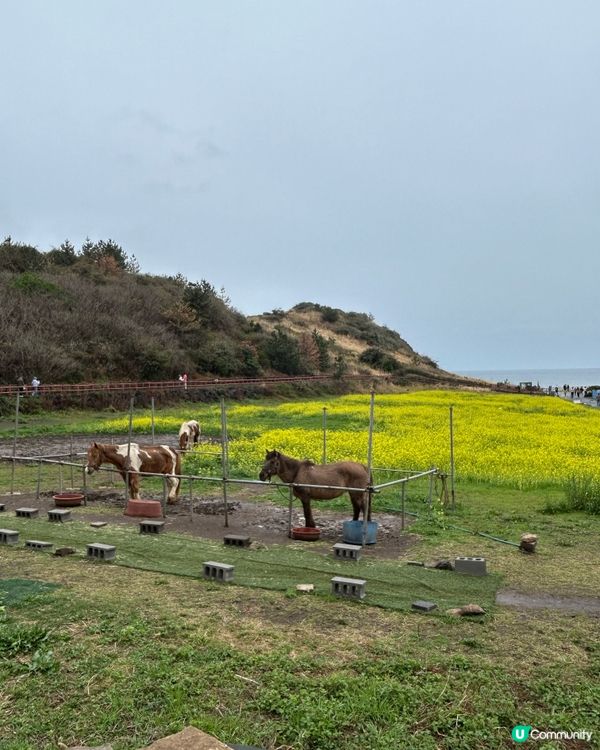 春日濟州島微旅行：沉醉絕美海景與療癒咖啡廳，拍出韓系打卡大片