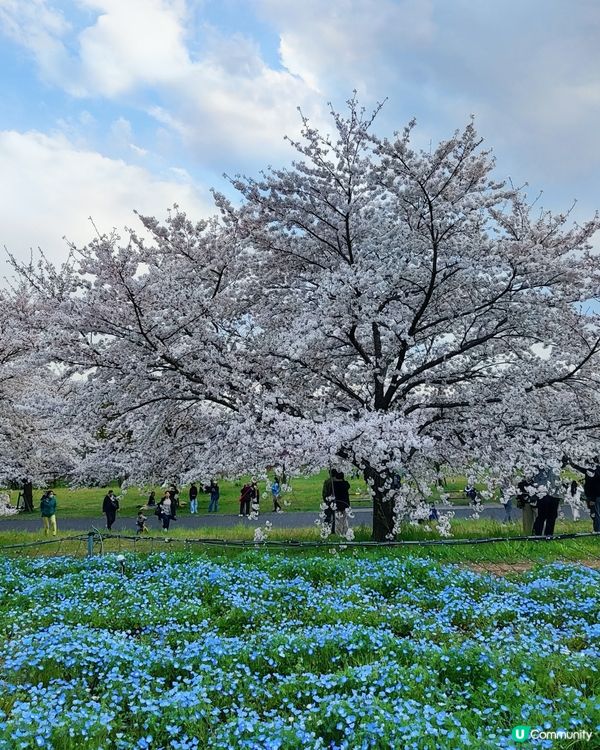 🇯🇵🌸我愛花花🌸之舍人公園悠悠閒賞賞櫻🌸
