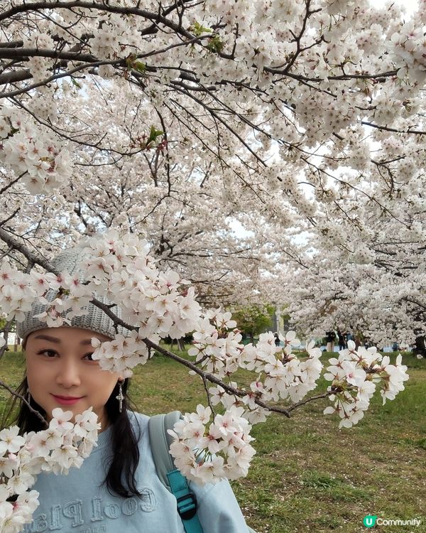 🇯🇵🌸我愛花花🌸之舍人公園悠悠閒賞賞櫻🌸