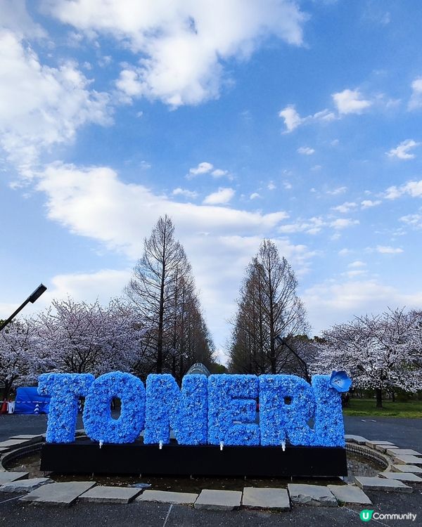 🇯🇵🌸我愛花花🌸之舍人公園悠悠閒賞賞櫻🌸