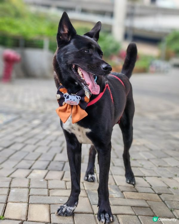 落雨好去處！🐶🐕🌳🦋