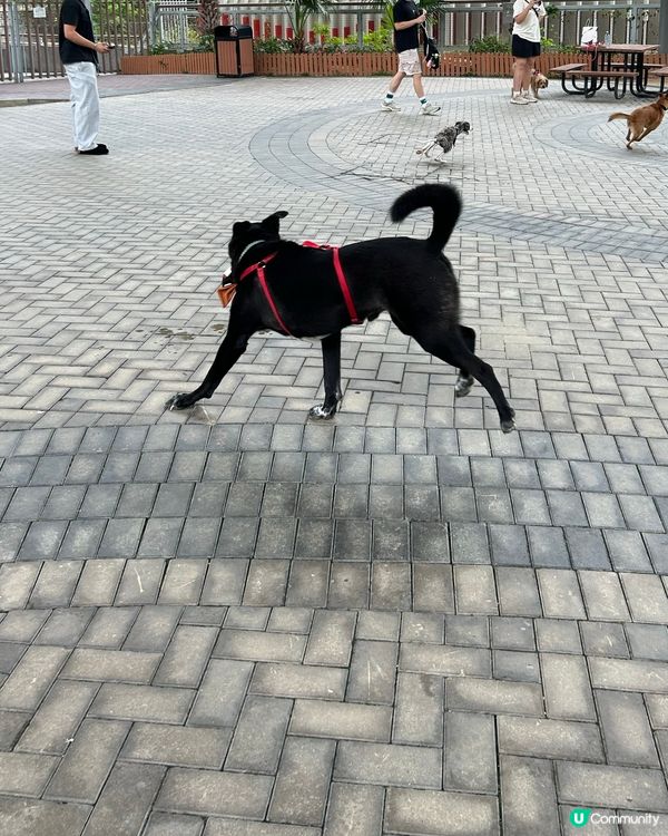 落雨好去處！🐶🐕🌳🦋