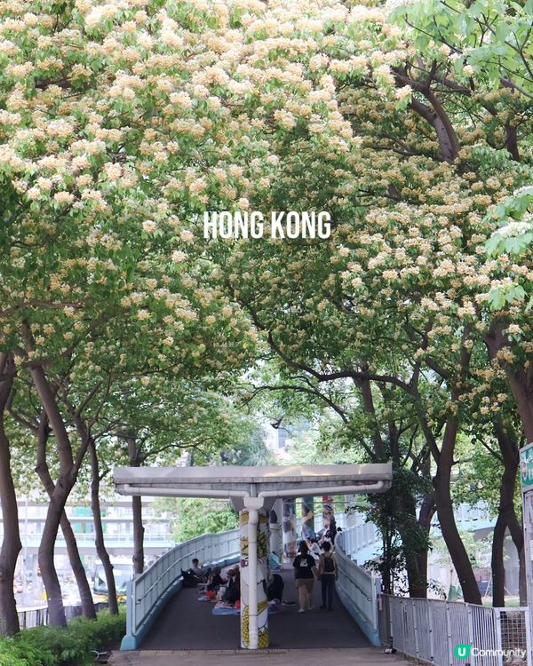 香港四月限定—魚木花盛開☘️