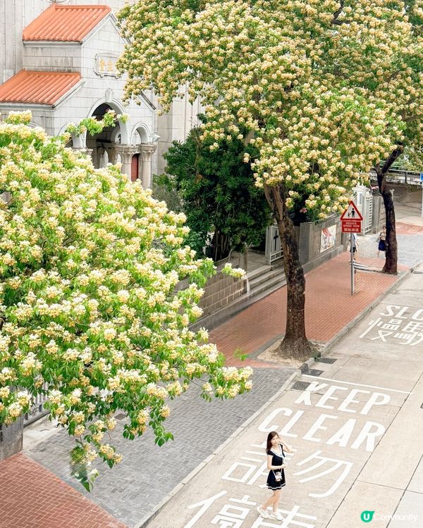香港四月限定—魚木花盛開☘️