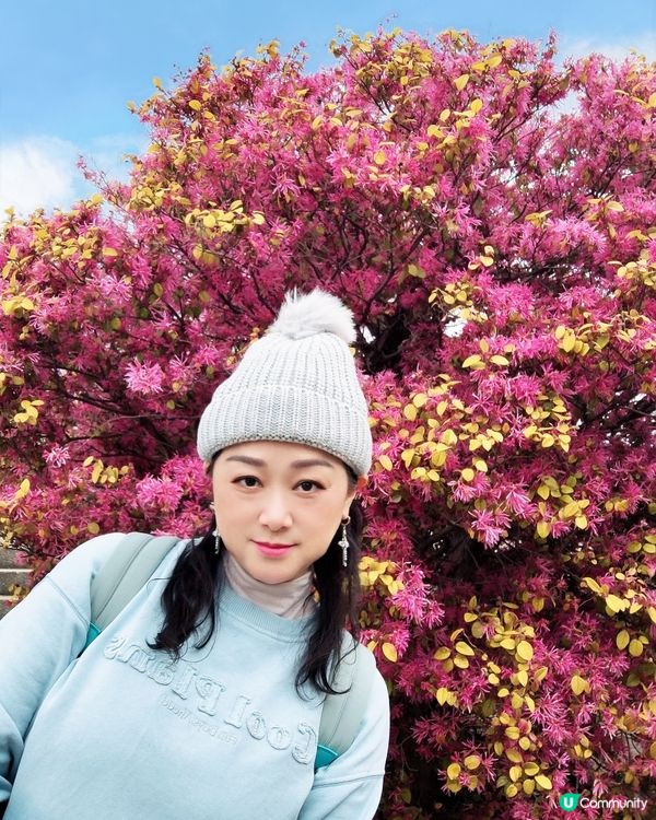 🇯🇵🌸我愛花花🌸之舍人公園悠悠閒賞賞櫻🌸