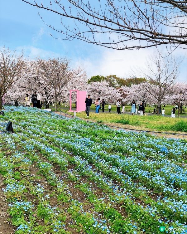🇯🇵🌸我愛花花🌸之舍人公園悠悠閒賞賞櫻🌸