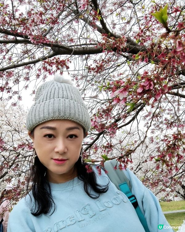 🇯🇵🌸我愛花花🌸之舍人公園悠悠閒賞賞櫻🌸