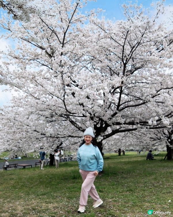 🇯🇵🌸我愛花花🌸之舍人公園悠悠閒賞賞櫻🌸