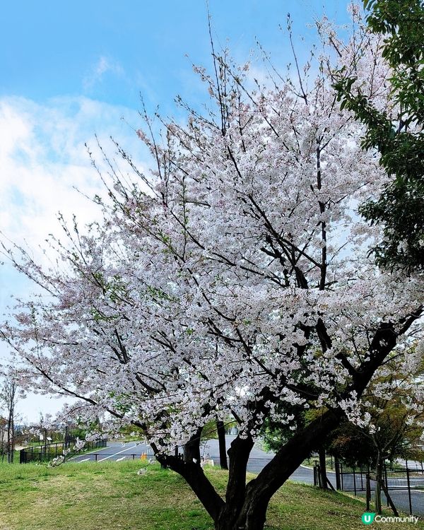 🇯🇵🌸我愛花花🌸之舍人公園悠悠閒賞賞櫻🌸