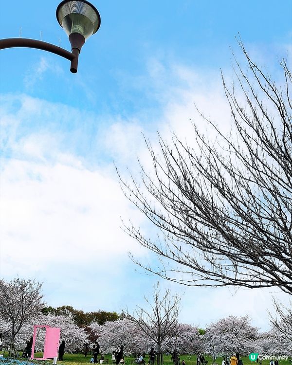 🇯🇵🌸我愛花花🌸之舍人公園悠悠閒賞賞櫻🌸