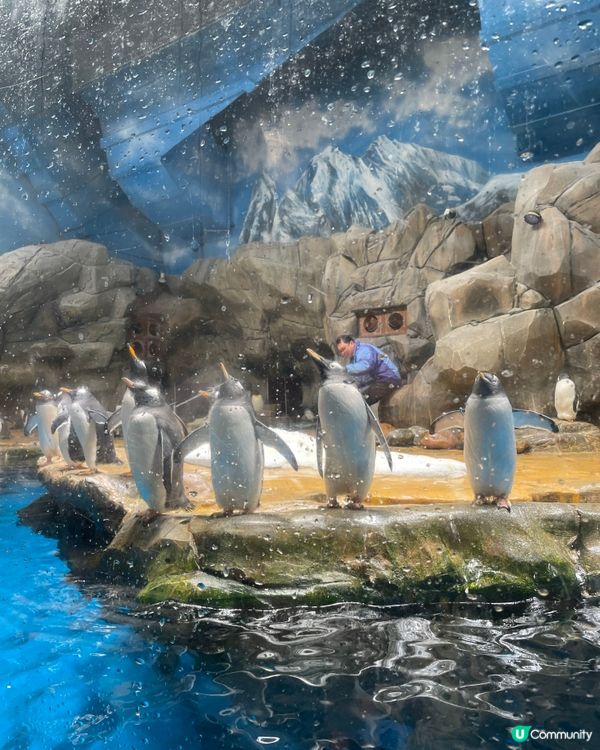 多謝Ulifestyle送海洋公園門票😘