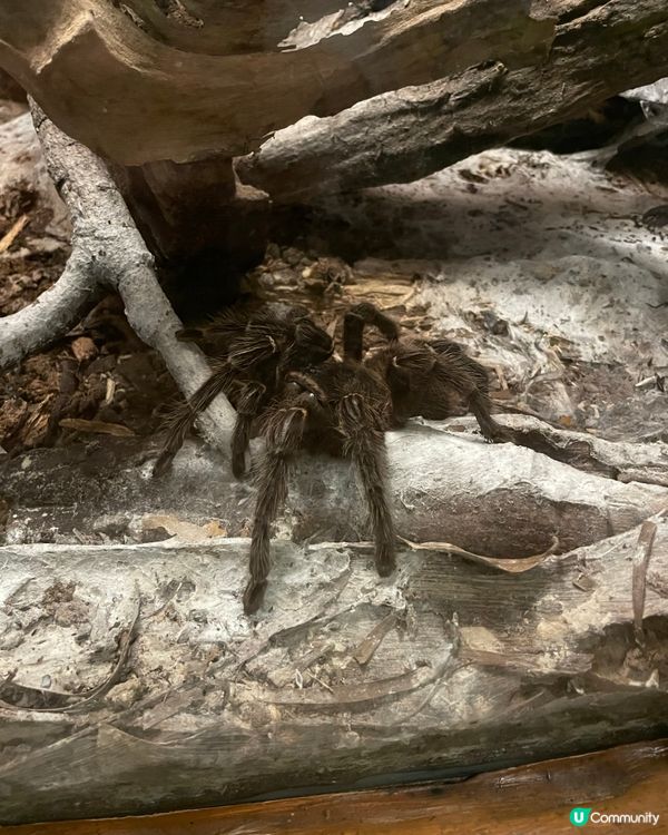 多謝Ulifestyle送海洋公園門票😘