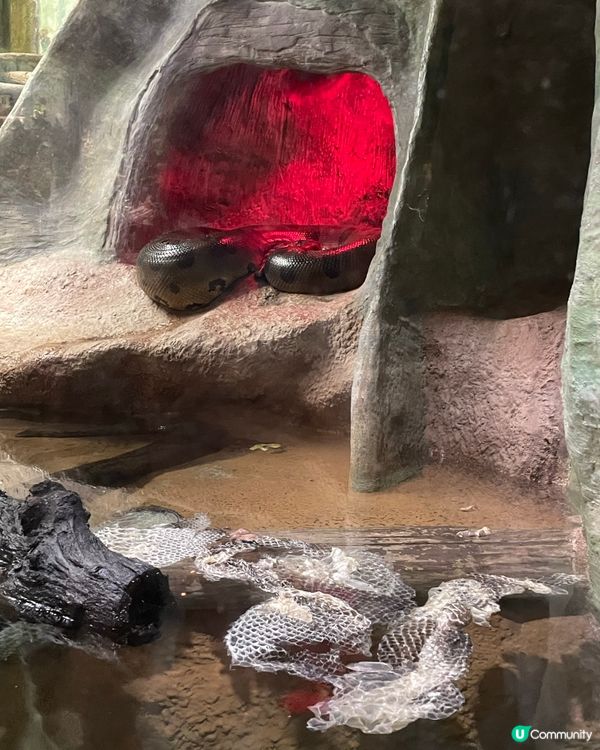 多謝Ulifestyle送海洋公園門票😘