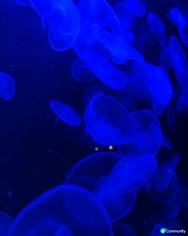 多謝Ulifestyle送海洋公園門票😘