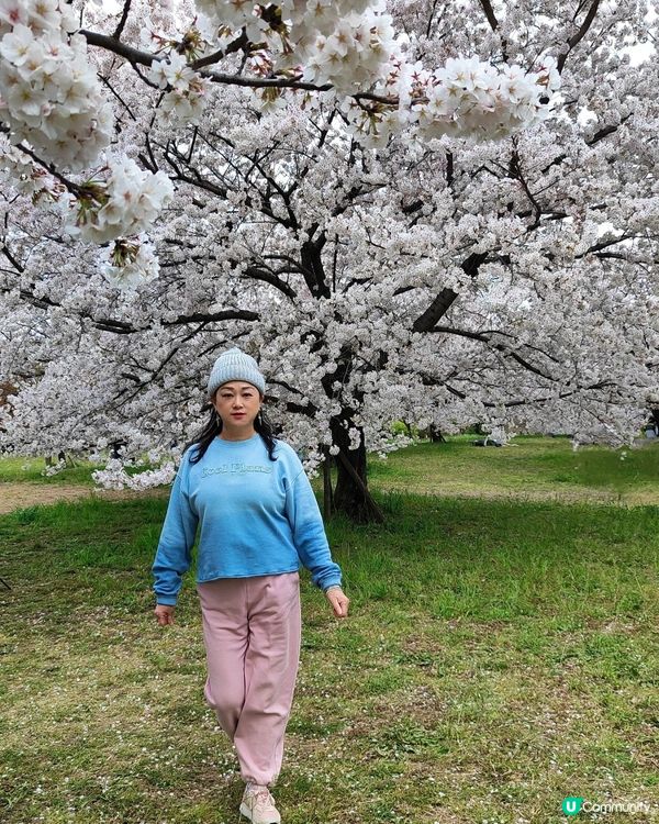 🇯🇵🌸我愛花花🌸之舍人公園悠悠閒賞賞櫻🌸
