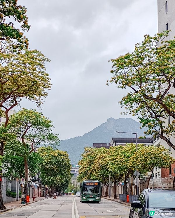 九龍城魚木樹打卡指南📸🤩