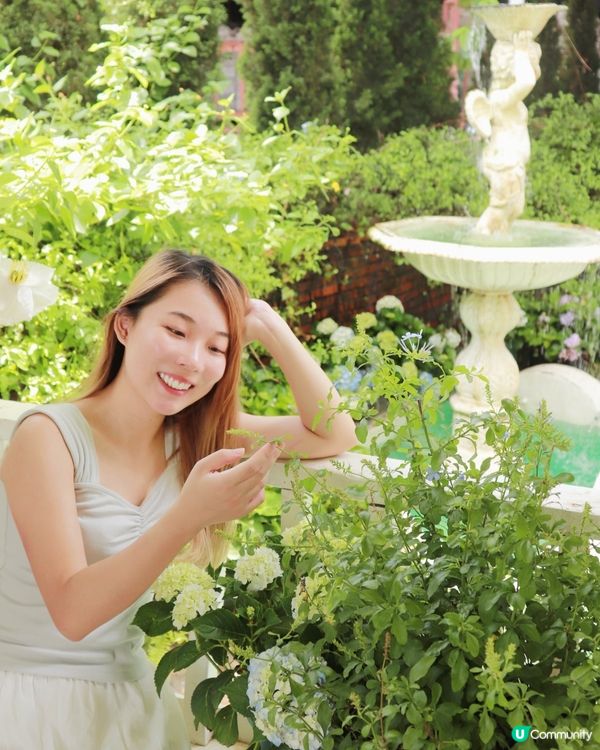 藍色繡球夢境！📸💯