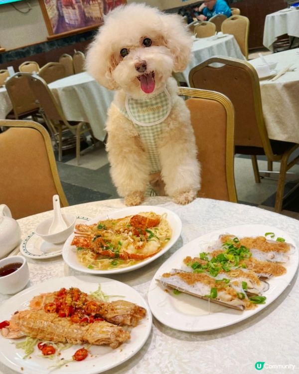 🦞去鯉魚門食海鮮！#寵物友善 