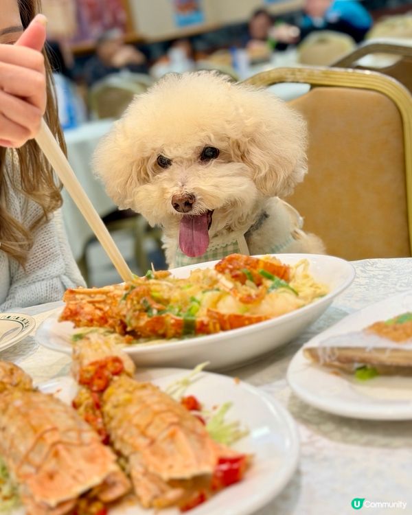 🦞去鯉魚門食海鮮！#寵物友善 