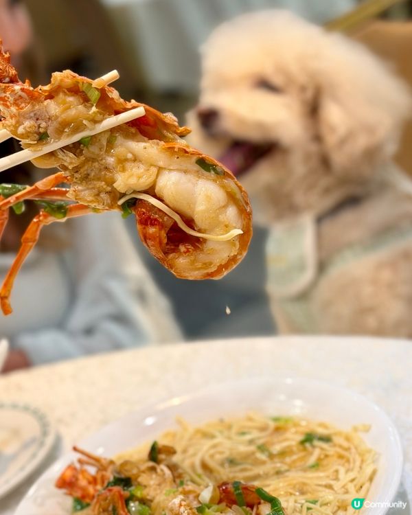 🦞去鯉魚門食海鮮！#寵物友善 