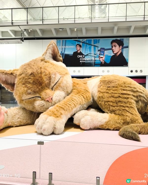 機場抵港大堂大貓