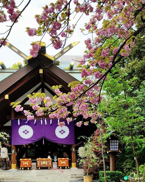 💮我愛花花之大神宮求姻緣順便賞櫻🌸✨