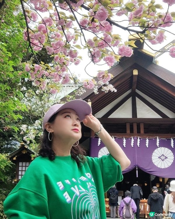 💮我愛花花之大神宮求姻緣順便賞櫻🌸✨