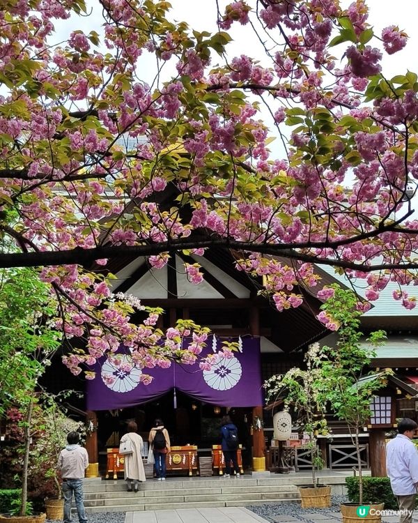 💮我愛花花之大神宮求姻緣順便賞櫻🌸✨