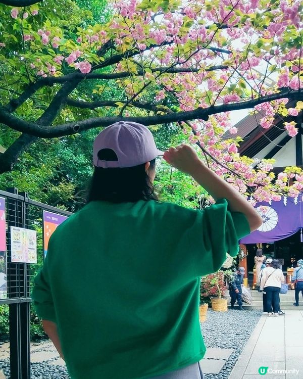 💮我愛花花之大神宮求姻緣順便賞櫻🌸✨