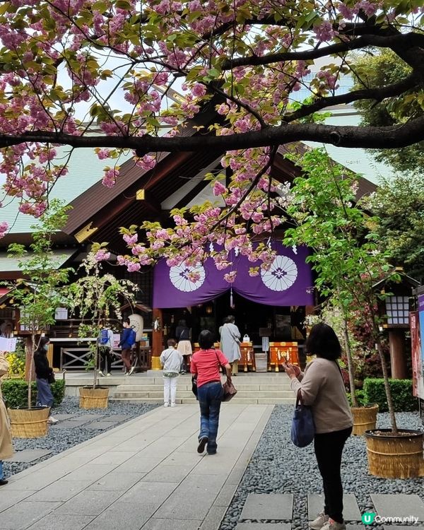 💮我愛花花之大神宮求姻緣順便賞櫻🌸✨