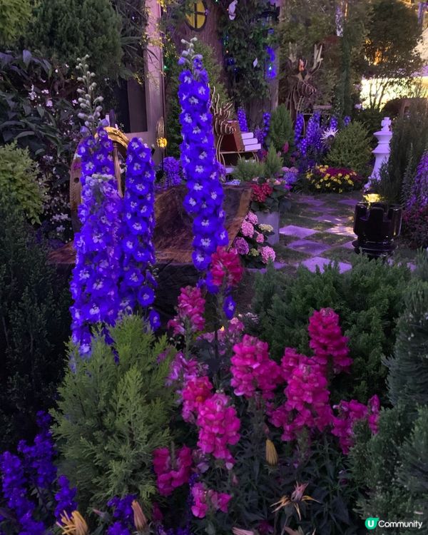 維園花展超靚！花海打卡必去！🌸📸