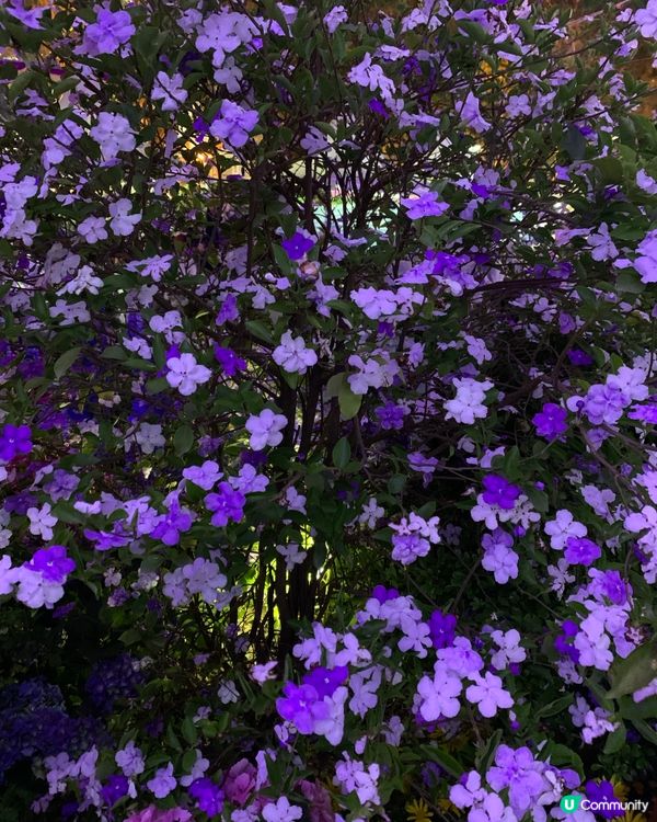 維園花展超靚！花海打卡必去！🌸📸