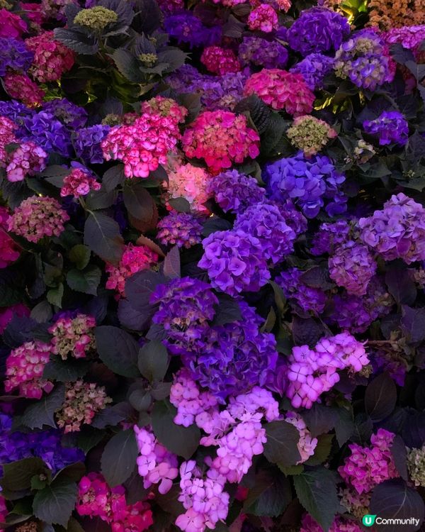 維園花展超靚！花海打卡必去！🌸📸