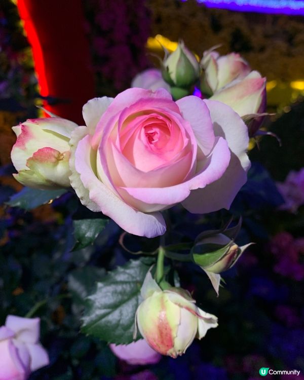 維園花展超靚！花海打卡必去！🌸📸
